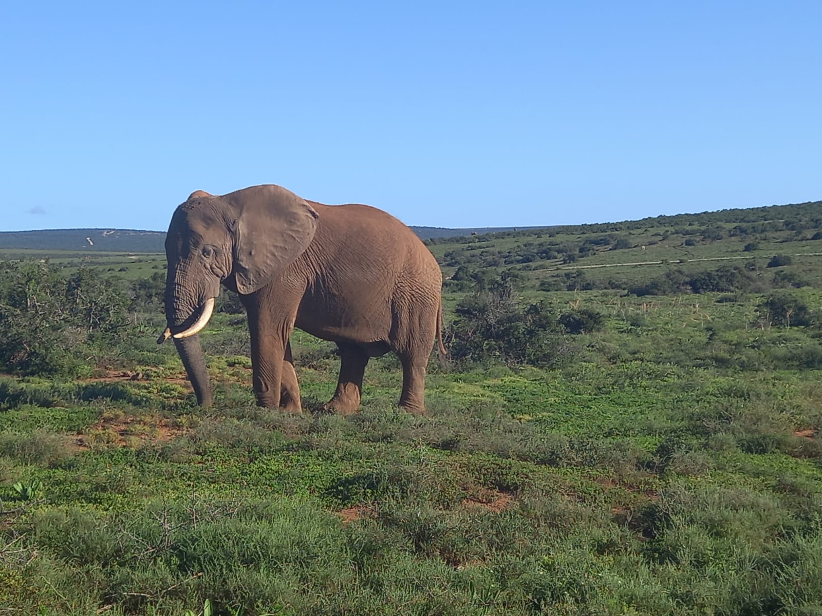 An elephant in open bushveld, photographed on Gerhardt’s travels.